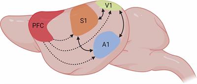 Multisensory Integration: Is Medial Prefrontal Cortex Signaling Relevant for the Treatment of Higher-Order Visual Dysfunctions?